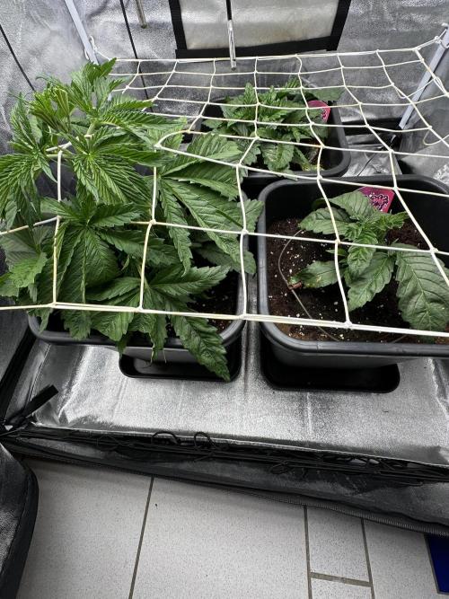 Crazy Platinum Marker. Week 4