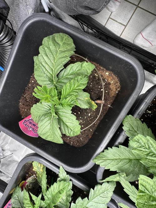 Crazy Platinum Marker. Week 4