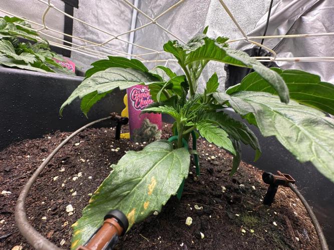 Crazy Platinum Marker. Week 4