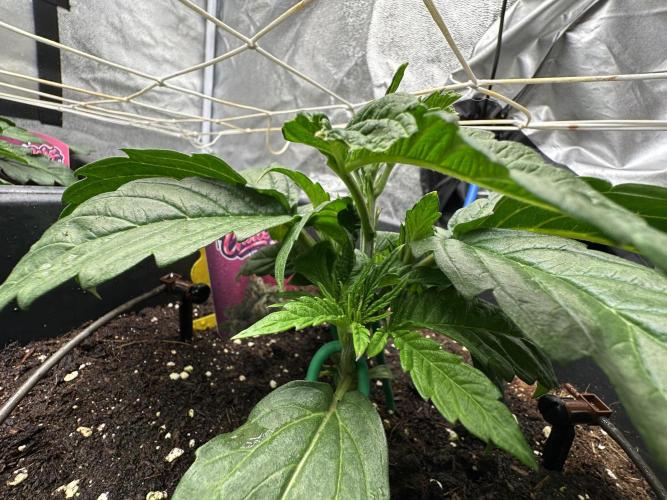 Crazy Platinum Marker. Week 4