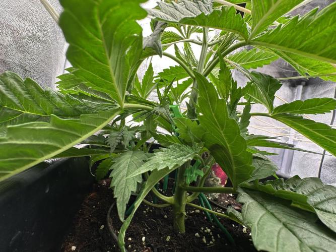 Crazy Platinum Marker. Week 4