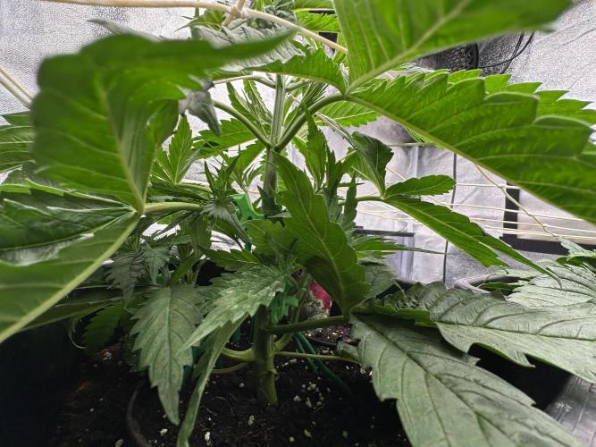 Crazy Platinum Marker. Week 4