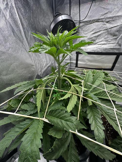 Crazy Platinum Marker. Week 4