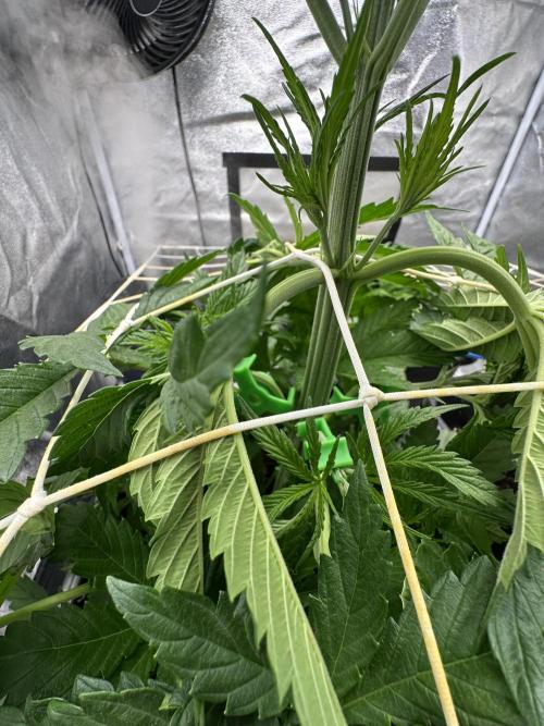 Crazy Platinum Marker. Week 4