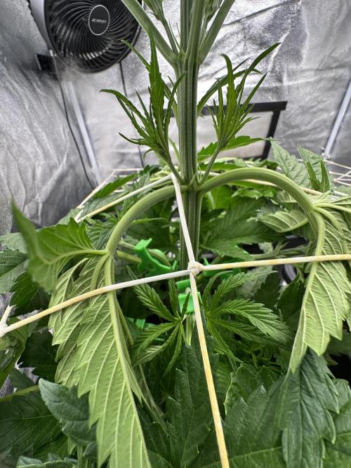 Crazy Platinum Marker. Week 4