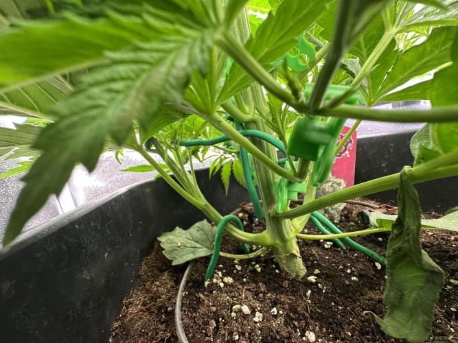 Crazy Platinum Marker. Week 4