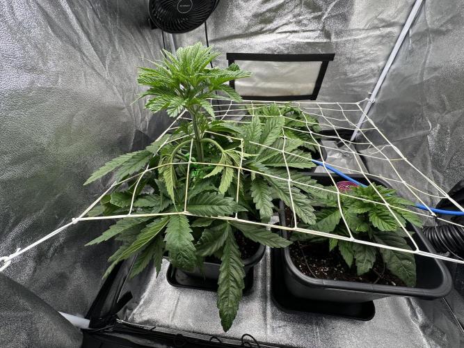 Crazy Platinum Marker. Week 4