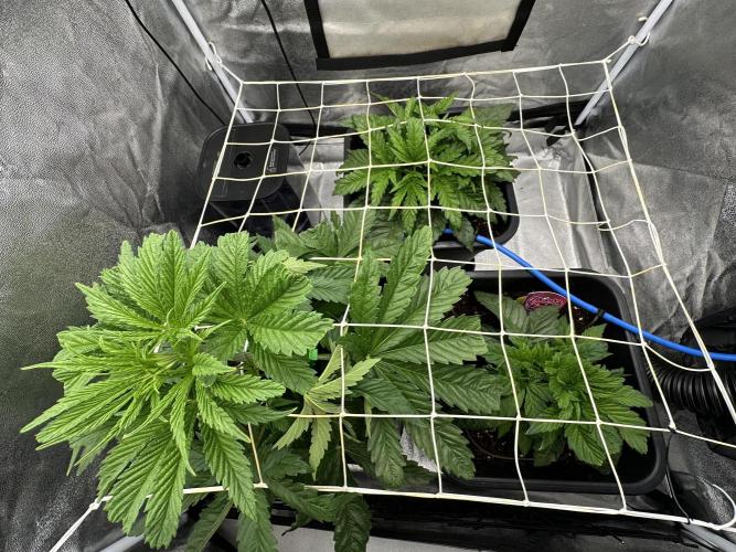 Crazy Platinum Marker. Week 4