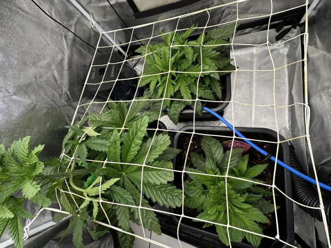 Crazy Platinum Marker. Week 4