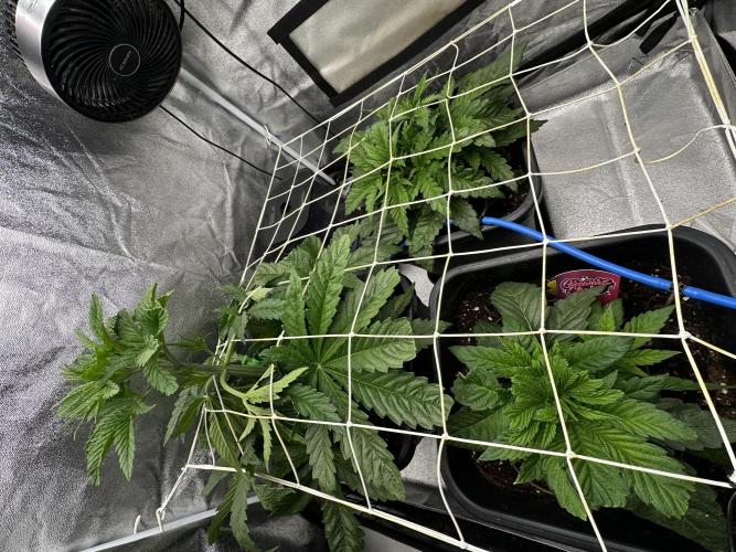 Crazy Platinum Marker. Week 4