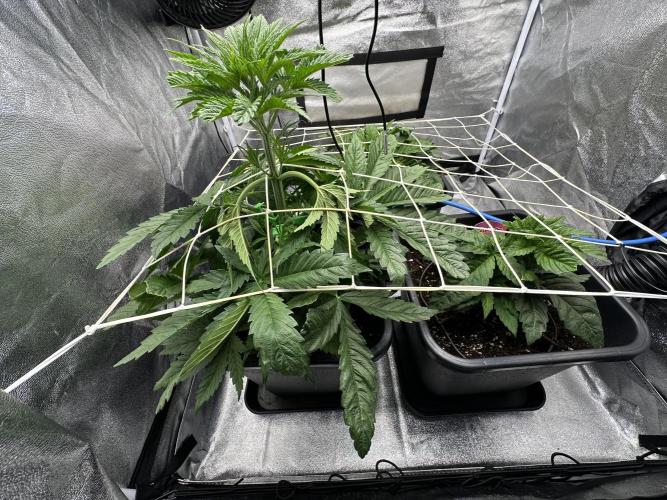 Crazy Platinum Marker. Week 4