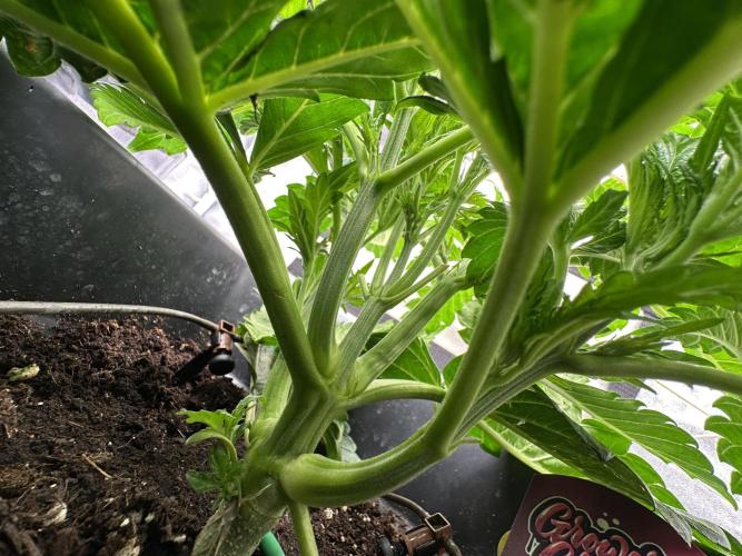 Crazy Platinum Marker. Week 4