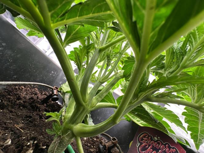 Crazy Platinum Marker. Week 4