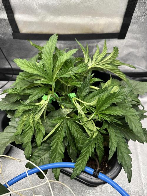 Crazy Platinum Marker. Week 5