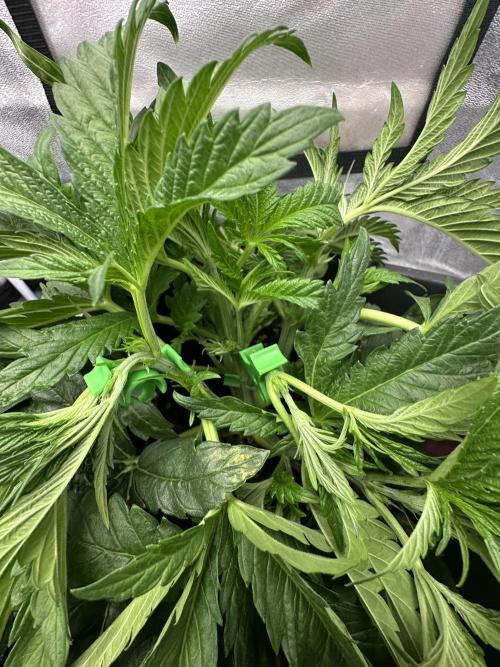 Crazy Platinum Marker. Week 5