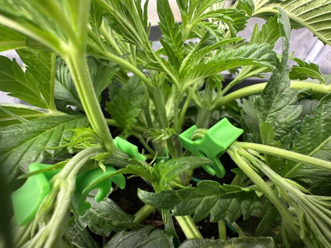 Crazy Platinum Marker. Week 5