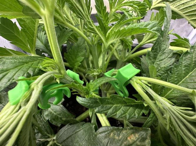 Crazy Platinum Marker. Week 5