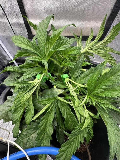 Crazy Platinum Marker. Week 5