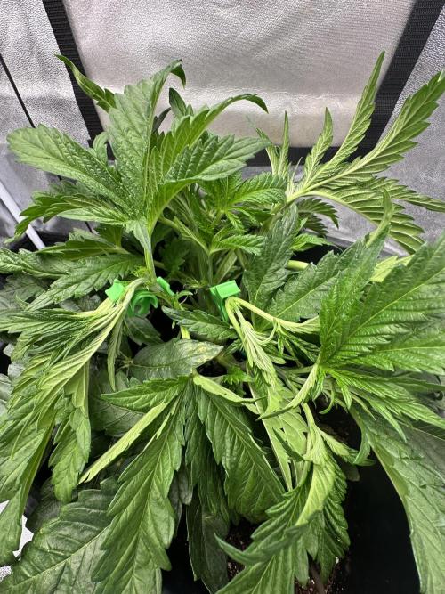 Crazy Platinum Marker. Week 5