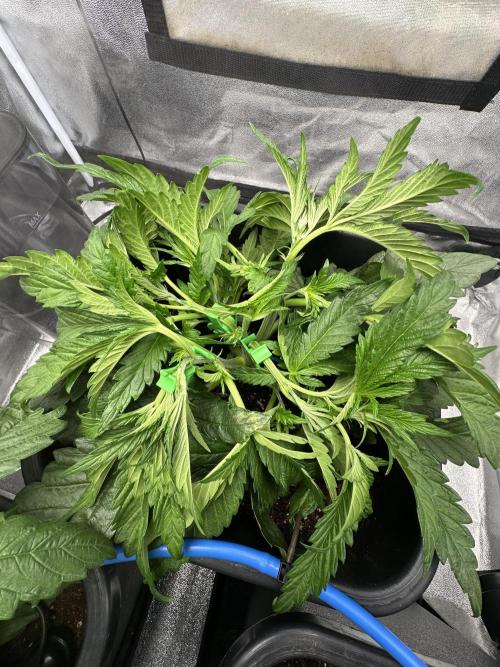 Crazy Platinum Marker. Week 5