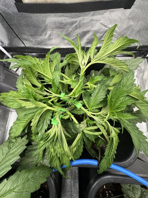 Crazy Platinum Marker. Week 5