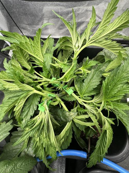 Crazy Platinum Marker. Week 5