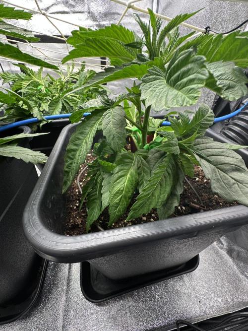 Crazy Platinum Marker. Week 5