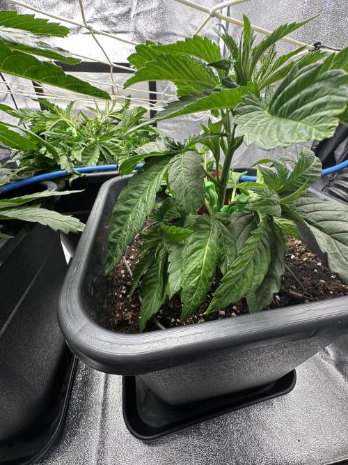 Crazy Platinum Marker. Week 5