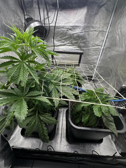 Crazy Platinum Marker. Week 5