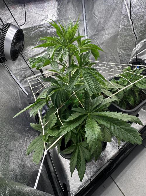 Crazy Platinum Marker. Week 5