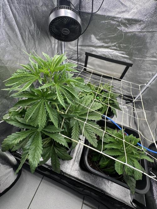 Crazy Platinum Marker. Week 5