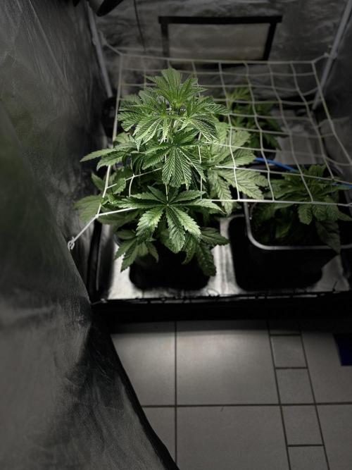 Crazy Platinum Marker. Week 5