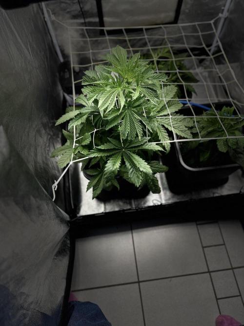 Crazy Platinum Marker. Week 5