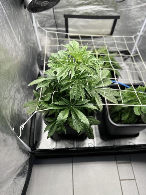 Crazy Platinum Marker. Week 5