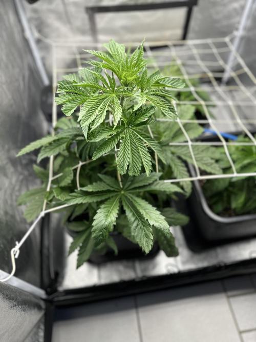 Crazy Platinum Marker. Week 5