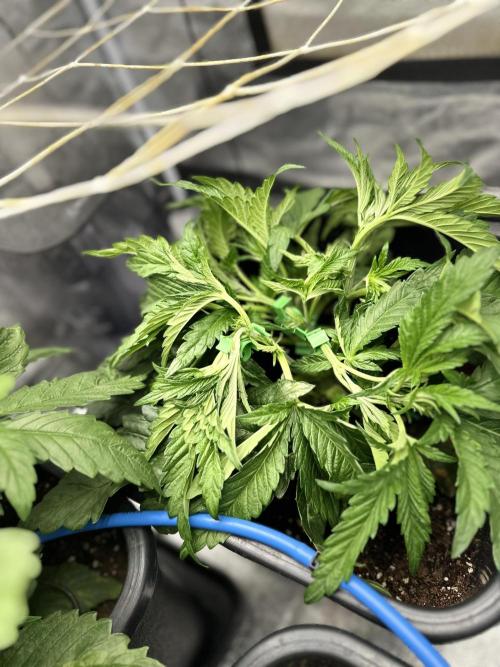 Crazy Platinum Marker. Week 5