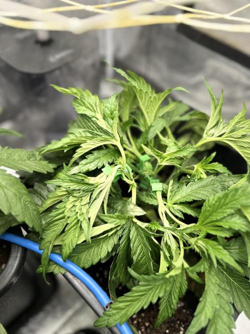 Crazy Platinum Marker. Week 5