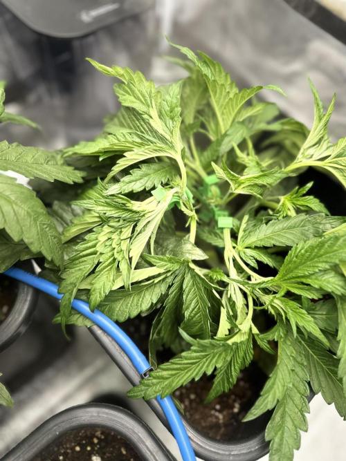 Crazy Platinum Marker. Week 5