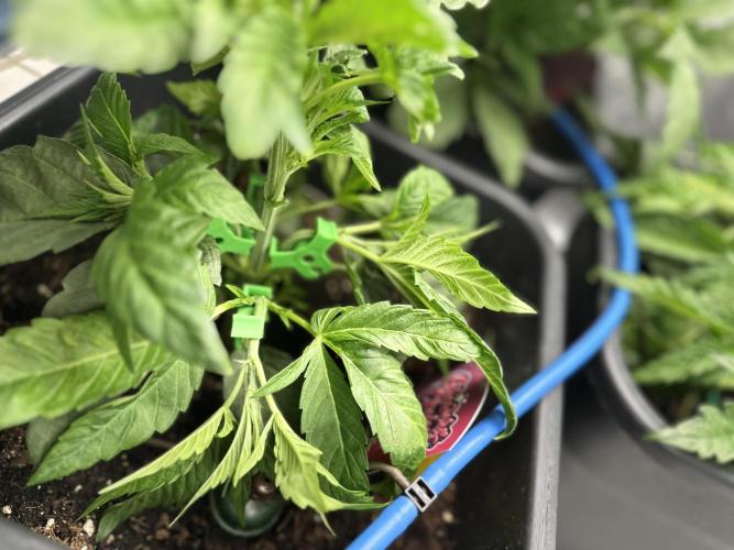 Crazy Platinum Marker. Week 5