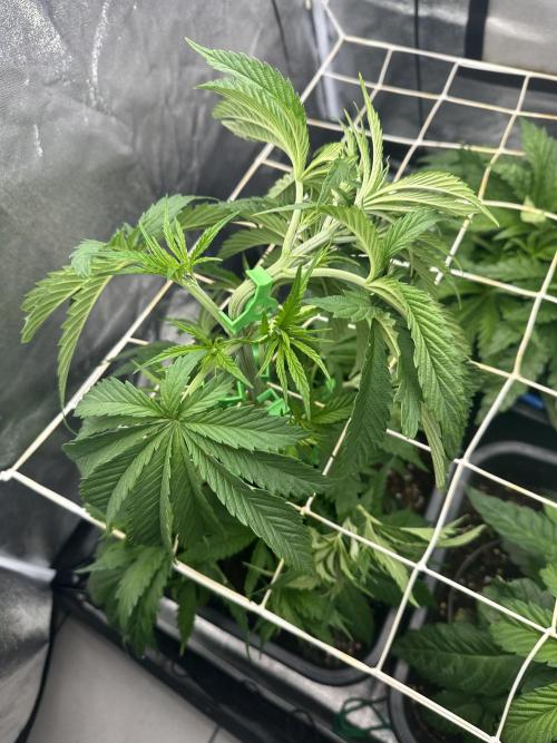 Crazy Platinum Marker. Week 5