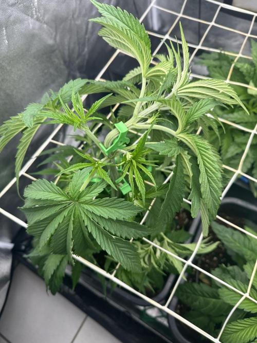 Crazy Platinum Marker. Week 5