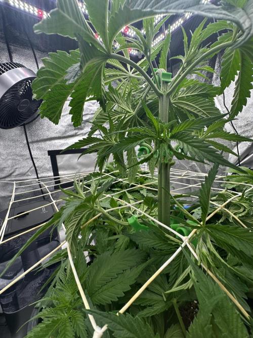 Crazy Platinum Marker. Week 5