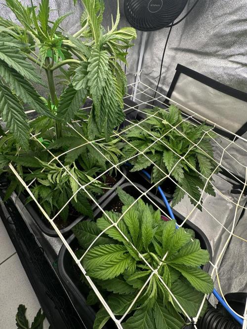 Crazy Platinum Marker. Week 5