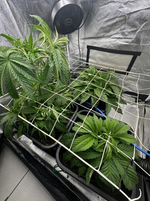 Crazy Platinum Marker. Week 5