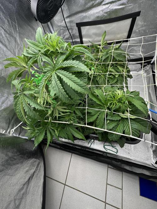 Crazy Platinum Marker. Week 6