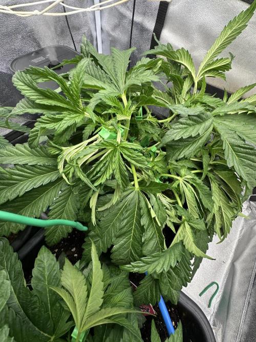 Crazy Platinum Marker. Week 6