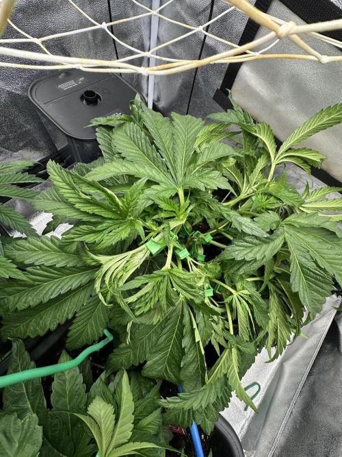 Crazy Platinum Marker. Week 6