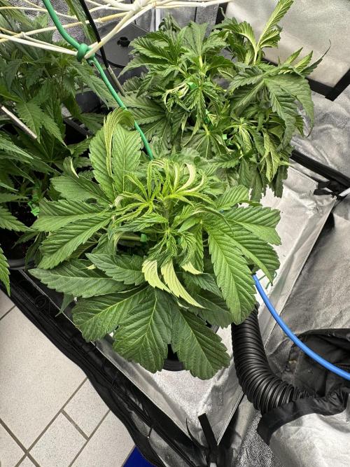 Crazy Platinum Marker. Week 6