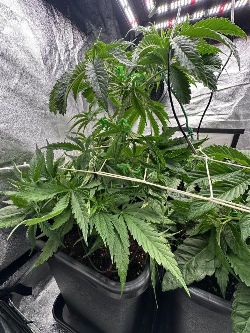 Crazy Platinum Marker. Week 6