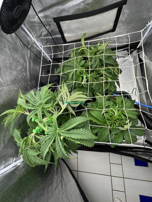 Crazy Platinum Marker. Week 6